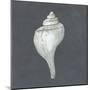 Shell on Slate IV-Megan Meagher-Mounted Art Print