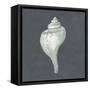 Shell on Slate IV-Megan Meagher-Framed Stretched Canvas