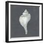 Shell on Slate IV-Megan Meagher-Framed Art Print