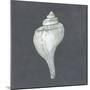 Shell on Slate IV-Megan Meagher-Mounted Art Print
