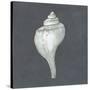 Shell on Slate IV-Megan Meagher-Stretched Canvas