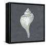 Shell on Slate IV-Megan Meagher-Framed Stretched Canvas