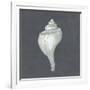 Shell on Slate IV-Megan Meagher-Framed Premium Giclee Print