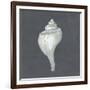 Shell on Slate IV-Megan Meagher-Framed Premium Giclee Print