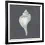 Shell on Slate IV-Megan Meagher-Framed Premium Giclee Print