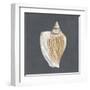 Shell on Slate VI-Megan Meagher-Framed Art Print