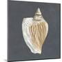 Shell on Slate VI-Megan Meagher-Mounted Art Print