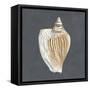 Shell on Slate VI-Megan Meagher-Framed Stretched Canvas