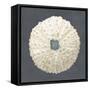 Shell on Slate VII-Megan Meagher-Framed Stretched Canvas