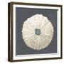 Shell on Slate VII-Megan Meagher-Framed Art Print