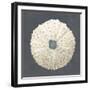 Shell on Slate VII-Megan Meagher-Framed Art Print