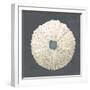 Shell on Slate VII-Megan Meagher-Framed Art Print