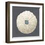 Shell on Slate VII-Megan Meagher-Framed Art Print