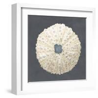 Shell on Slate VII-Megan Meagher-Framed Art Print