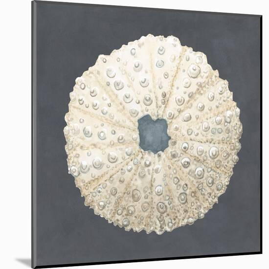 Shell on Slate VII-Megan Meagher-Mounted Art Print