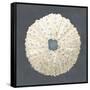 Shell on Slate VII-Megan Meagher-Framed Stretched Canvas