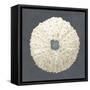 Shell on Slate VII-Megan Meagher-Framed Stretched Canvas