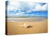 Shell on the Beach-null-Stretched Canvas