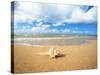 Shell on the Beach-null-Stretched Canvas