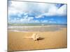 Shell on the Beach-null-Mounted Photographic Print