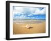 Shell on the Beach-null-Framed Photographic Print