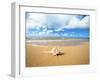 Shell on the Beach-null-Framed Photographic Print