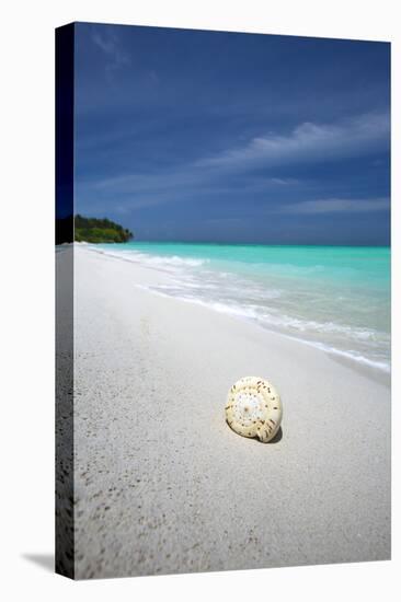 Shell on Tropical Beach, Maldives, Indian Ocean, Asia-Sakis Papadopoulos-Stretched Canvas