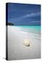 Shell on Tropical Beach, Maldives, Indian Ocean, Asia-Sakis Papadopoulos-Stretched Canvas