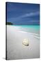 Shell on Tropical Beach, Maldives, Indian Ocean, Asia-Sakis Papadopoulos-Stretched Canvas