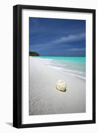 Shell on Tropical Beach, Maldives, Indian Ocean, Asia-Sakis Papadopoulos-Framed Premium Photographic Print