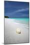 Shell on Tropical Beach, Maldives, Indian Ocean, Asia-Sakis Papadopoulos-Mounted Premium Photographic Print