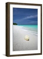 Shell on Tropical Beach, Maldives, Indian Ocean, Asia-Sakis Papadopoulos-Framed Photographic Print