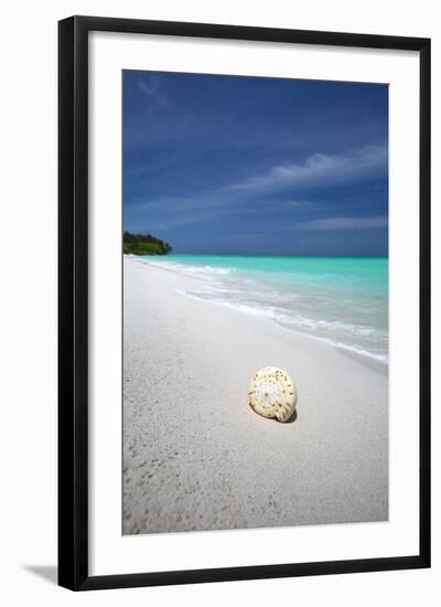 Shell on Tropical Beach, Maldives, Indian Ocean, Asia-Sakis Papadopoulos-Framed Photographic Print