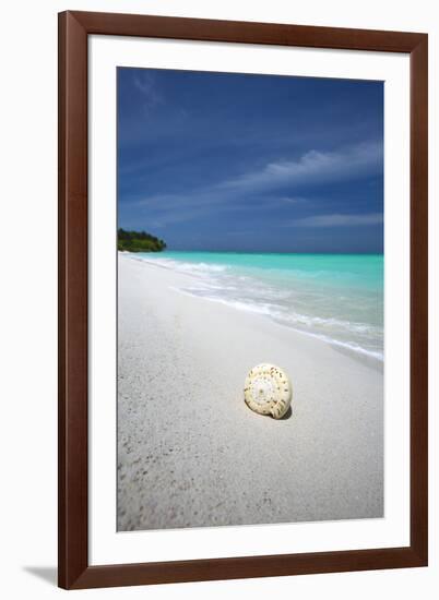 Shell on Tropical Beach, Maldives, Indian Ocean, Asia-Sakis Papadopoulos-Framed Photographic Print