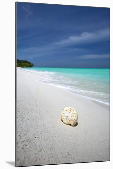 Shell on Tropical Beach, Maldives, Indian Ocean, Asia-Sakis Papadopoulos-Mounted Photographic Print