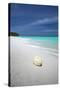 Shell on Tropical Beach, Maldives, Indian Ocean, Asia-Sakis Papadopoulos-Stretched Canvas