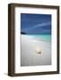 Shell on Tropical Beach, Maldives, Indian Ocean, Asia-Sakis Papadopoulos-Framed Photographic Print