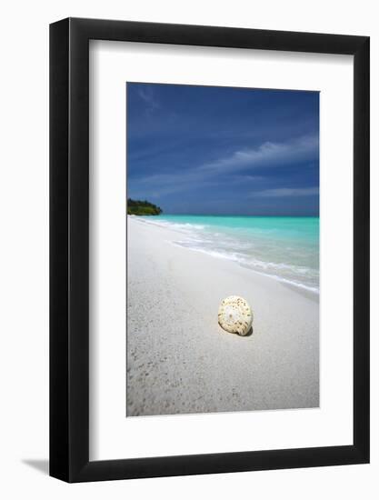 Shell on Tropical Beach, Maldives, Indian Ocean, Asia-Sakis Papadopoulos-Framed Photographic Print