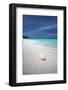 Shell on Tropical Beach, Maldives, Indian Ocean, Asia-Sakis Papadopoulos-Framed Photographic Print