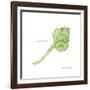 Shell on White IV-Gwendolyn Babbitt-Framed Art Print