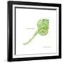 Shell on White IV-Gwendolyn Babbitt-Framed Art Print