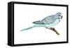 Shell Parakeet (Melopsittacus Undulatus), Birds-Encyclopaedia Britannica-Framed Stretched Canvas