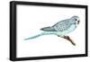 Shell Parakeet (Melopsittacus Undulatus), Birds-Encyclopaedia Britannica-Framed Poster