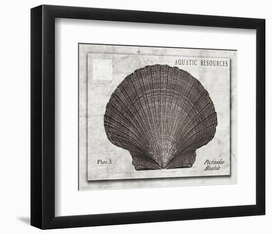 Shell: Pectinidae Bivalvia, Scallops-Christine Zalewski-Framed Art Print