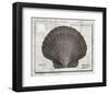 Shell: Pectinidae Bivalvia, Scallops-Christine Zalewski-Framed Art Print