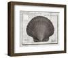 Shell: Pectinidae Bivalvia, Scallops-Christine Zalewski-Framed Art Print