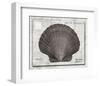 Shell: Pectinidae Bivalvia, Scallops-Christine Zalewski-Framed Art Print