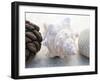 Shell Portrait III-Elena Ray-Framed Photographic Print