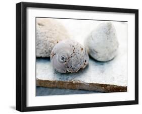 Shell Portrait VI-Elena Ray-Framed Photographic Print