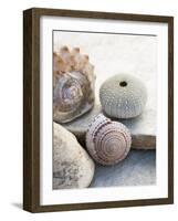 Shell Portrait VII-Elena Ray-Framed Photographic Print